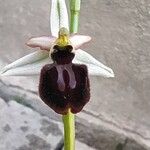 Ophrys exaltata Blomma