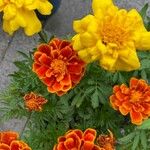 Tagetes erectaFlor