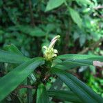 Podocarpus latifolius Blatt