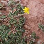 Helianthemum cinereum Habit