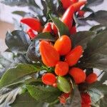 Capsicum frutescens Фрукт