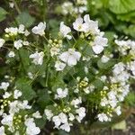 Nasturtium officinaleBloem