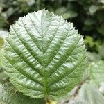 Alnus alnobetula Leaf