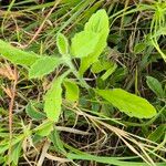 Nidorella aegyptiaca Leaf