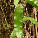 Oleandra distenta Leaf