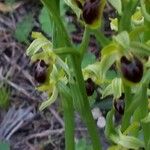 Ophrys apifera Flower