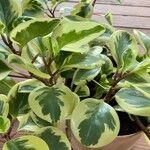 Peperomia magnoliifolia List