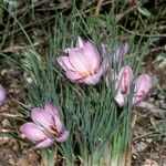 Crocus sativus عادت داشتن