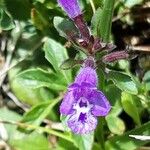 Clinopodium alpinumŽiedas