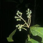 Hebepetalum humiriifolium Fruit