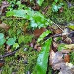 Asplenium scolopendrium Habit