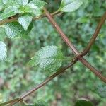 Pilea urticifolia Hostoa