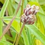 Plantago ovata Frucht