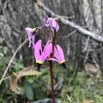 Primula pauciflora Kvet