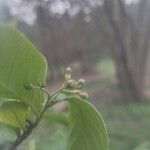 Cotoneaster bullatus Blodyn