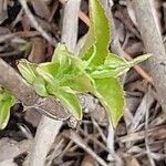 Diervilla lonicera Levél