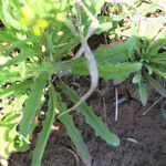 Erysimum repandum Habitus