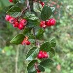 Cotoneaster dielsianus ഫലം