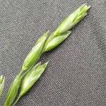 Danthonia decumbens Květ