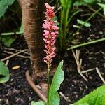 Bistorta amplexicaulis Floare