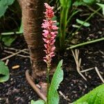 Bistorta amplexicaulis Flor