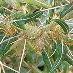 Xanthium spinosum 果實