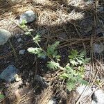 Phacelia ramosissima Pokrój