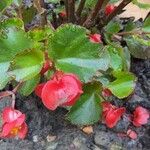 Begonia cucullata Blatt