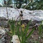 Plantago atrata Blad