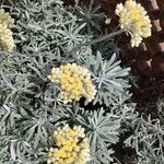 Helichrysum orientale