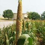 Pennisetum glaucum Fruto