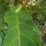 Anthurium hookeri Leaf