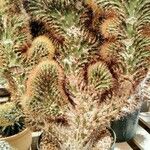 Weberbauerocereus winterianus Hoja
