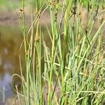 Cladium mariscus Blad