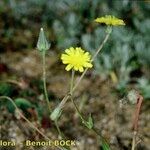 Crepis suffreniana Habitatea