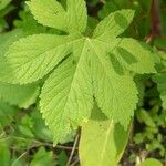 Humulus scandens Hoja