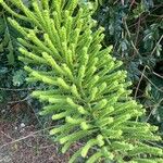 Entada polystachya Fruto