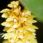 Pomatocalpa spicatum Flower