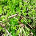 Saxifraga hypnoides Likasa