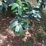 Warburgia ugandensis Feuille
