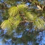 Pinus canariensis List