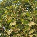 Sapindus trifoliatus Liść