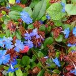 Ceratostigma plumbaginoides花