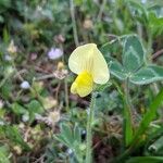 Lotus maritimus Flower