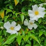 Rosa laevigata Flower