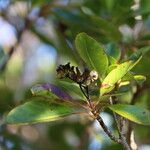 Myodocarpus gracilis Hábito