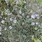 Thymus vulgaris Bark