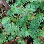 Geranium columbinum List