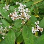 Persicaria campanulata Flower