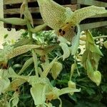 Stanhopea oculata Flower
